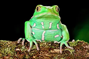 Northcott: Painted Monkey Frog, Phyllomedusa savaugii