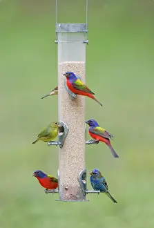 Cyanea: Painted, Passerina Ciris and Indigo - at bird feeder