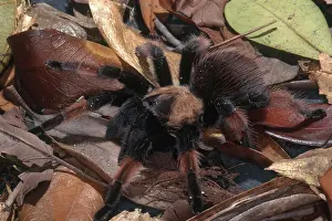 Knee: Painted Redleg Tarantula