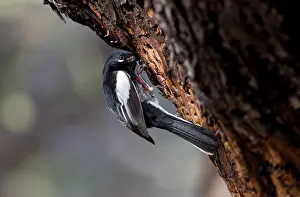 Sapsucker: Painted Redstart - feeding at a sapwell made by