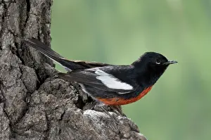 Parulidae: Painted Redstart (Myioborus pictus)