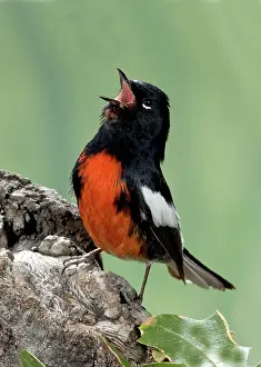 Parulidae: Painted Redstart Singing