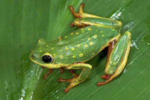 Hyperolius: Painted Reed Frog