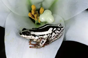 Marmoratus: Painted Reed Frog