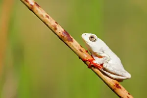 Marmoratus: Painted Reed Frog