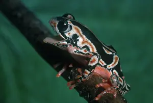 Marbled: Painted Reed Frog