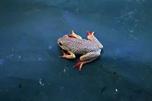 Marmoratus: Painted Reed Frog (Hyperolius marmoratus)