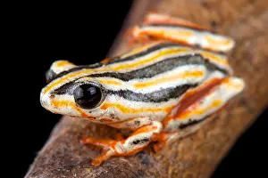 Marmoratus: Painted Reed Frog (Hyperolius marmoratus taeniatus)