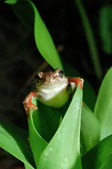Marmoratus: Painted Reed Frog - sitting on leaf