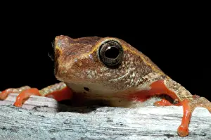 Marmoratus: Painted Reed Frog - sitting on log