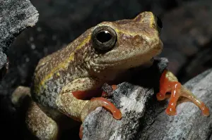 Marmoratus: Painted Reed Frog - sitting on log