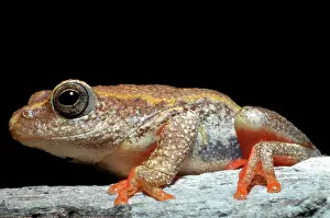 Marmoratus: Painted Reed Frog - Sitting on log