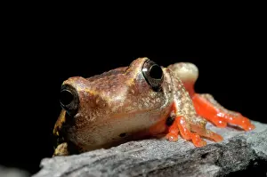 Marmoratus: Painted Reed Frog - sitting on log