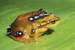 Marmoratus: Painted Reed Frogs