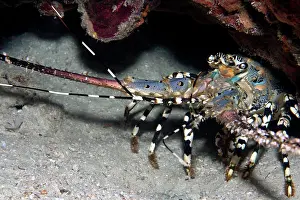 Lobsters: Painted Rock Lobster