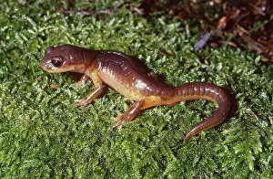 Caudata: Painted Salamander
