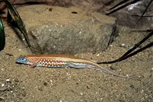 Petersi: Painted sand lizard - by rock