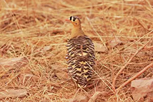 Sandgrouse: Painted Sandgrouse