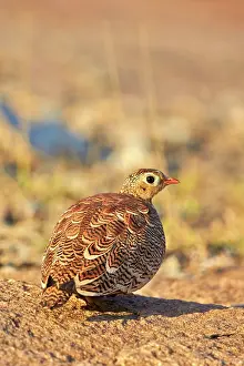 Sandgrouse: Painted Sandgrouse adult male