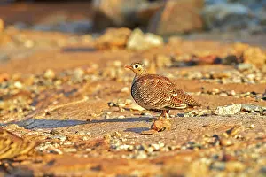 Sandgrouse: Painted Sandgrouse female