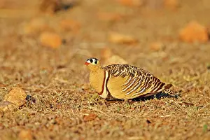 Sandgrouse: Painted Sandgrouse male