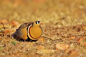 Sandgrouse: Painted Sandgrouse male