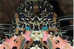 Lobster: Painted Spiny Lobster - during night dive