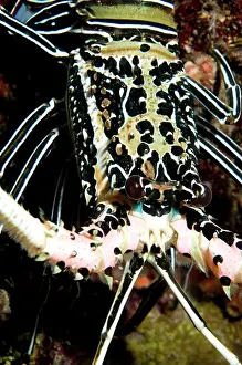 Lobster: Painted Spiny Lobster - during night dive