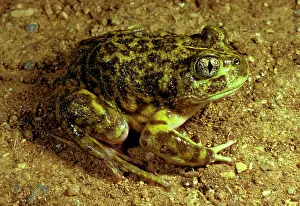 Neobatrachus: Painted / Spotted burrowing frog. About 50 mm long;