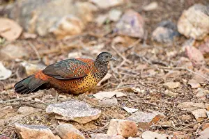 Spurfowls: Painted Spurfowl