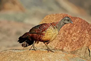 Spurfowls: Painted Spurfowl adult male