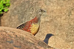Spurfowls: Painted Spurfowl adult male