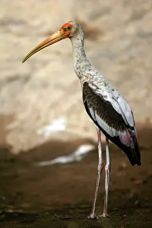 Leucocephala: Painted Stork