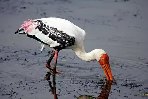 Leucocephala: Painted Stork