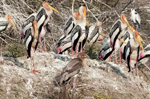 Keoladeo: Painted stork