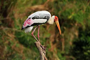 Leucocephala: Painted Stork
