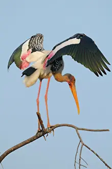 Keoladeo: Painted Stork