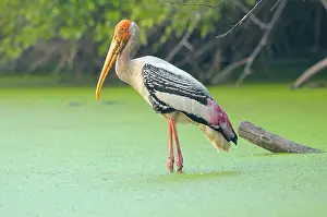 Keoladeo: Painted Stork