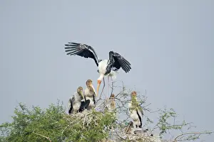 Arriving: Painted Stork - adult arriving at nest