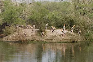 Leucocephala: Painted Stork - adults resting near breeding colony