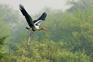 Leucocephala: Painted Stork - in flight