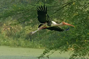 Leucocephala: Painted Stork - in flight