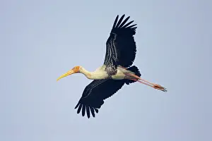Leucocephala: Painted Stork - in flight