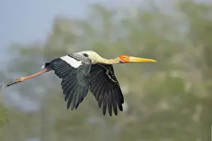 Leucocephala: Painted Stork - in flight