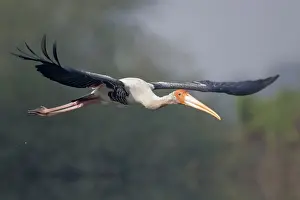 Leucocephala: Painted Stork - in flight