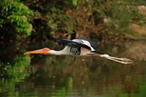 Leucocephala: Painted Stork in flight