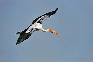 Leucocephala: Painted Stork in flight