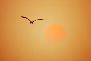 Heading: Painted Stork - in flight - heading off into sunset