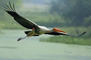 Keoladeo: Painted Stork in flight, Keoladeo National