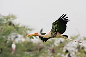 Leucocephala: Painted Stork - in flight with nest material